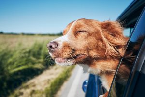 Is it a good Idea to have your dog with you in your car